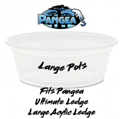 Pangea Large Gecko Feeding...