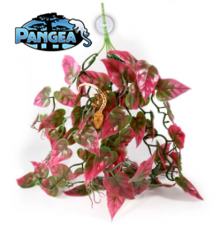 Pangea Plants - Red